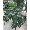 Filodendro selloum v35 | Laserrafiorita.it