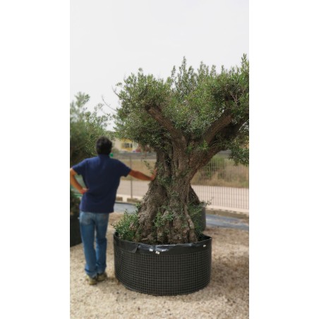 Olea Europea-Argos 150-180