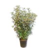 Elaeagnus ebbingei compacta v24