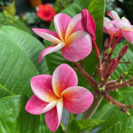 Plumeria frangipane