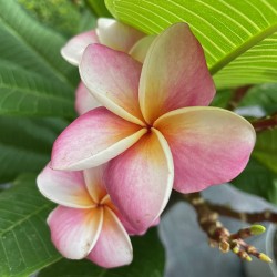 Plumeria frangipane