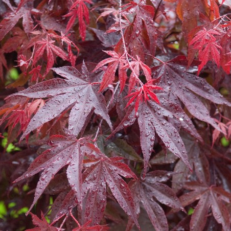 Acer palmatum Garnet c120