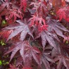 Acer palmatum Garnet c120