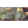 Opuntia macrocentra v21