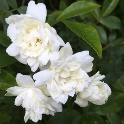 Rosa Banksia v25