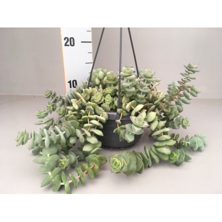 Crassula hottentot bsk