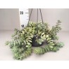 Crassula hottentot bsk