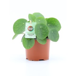 pilea peperomioides v13