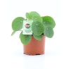 pilea peperomioides v13