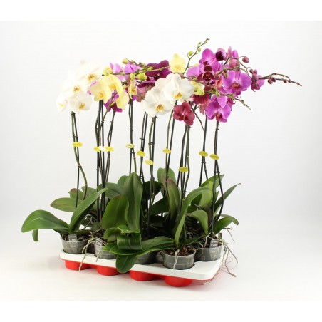Phalaenopsis v12 1 ramo | Laserrafiorita.it