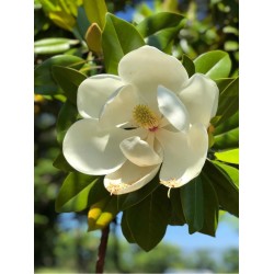 Magnolia grandiflora v19