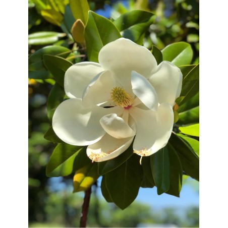 Magnolia grand. Gallisoniensis ctl 35