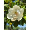 Magnolia grand. Gallisoniensis ctl 35