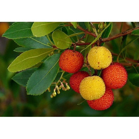 Arbutus unedo-corbezzolo v18