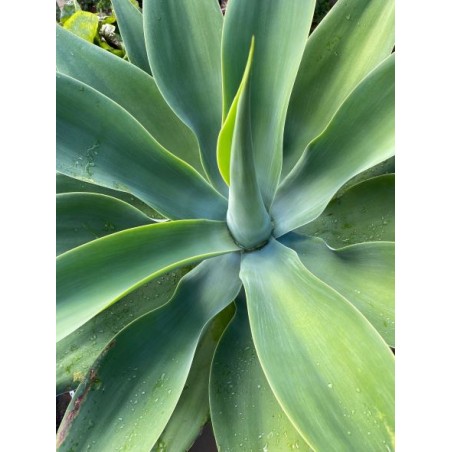 Agave attenuata_v30