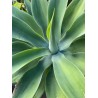 Agave attenuata_v30