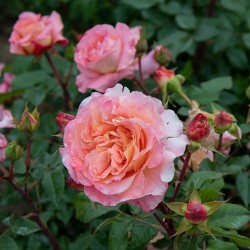 Rosa Tantau Auguste Louise